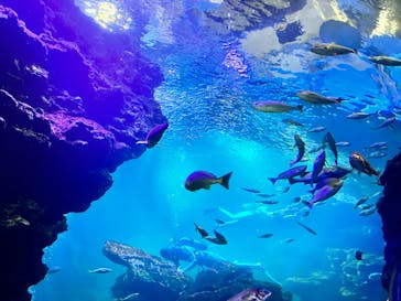 京都水族館に投稿された画像（2023/3/5）