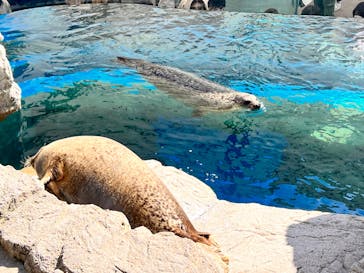 京都水族館に投稿された画像（2023/3/5）