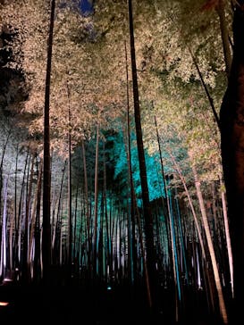 偕楽園本園に投稿された画像（2023/3/5）