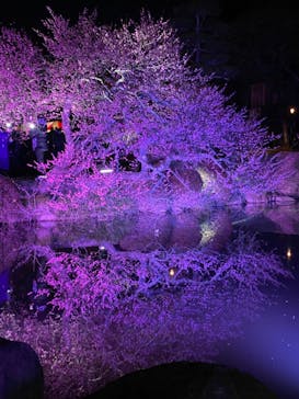 偕楽園本園に投稿された画像（2023/3/5）