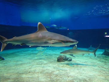 沖縄美ら海水族館に投稿された画像（2023/3/5）