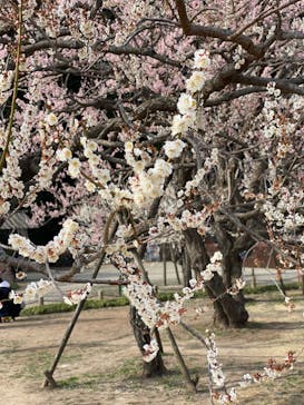 偕楽園本園に投稿された画像（2023/3/5）