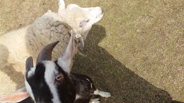 ワールド牧場に投稿された画像（2023/3/5）