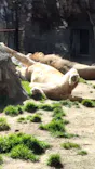 天王寺動物園に投稿された画像（2023/3/5）