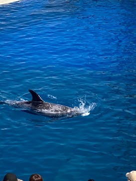 大分マリーンパレス水族館 「うみたまご」に投稿された画像（2023/3/5）