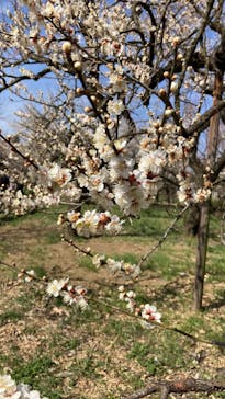 偕楽園本園に投稿された画像（2023/3/5）