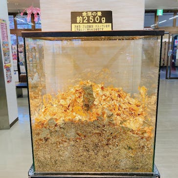 土肥金山に投稿された画像（2023/3/5）