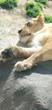 天王寺動物園に投稿された画像（2023/3/5）