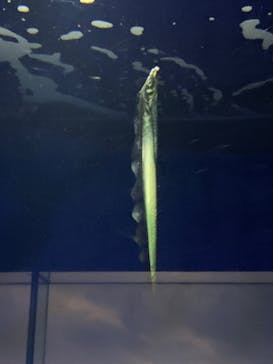 マリンワールド海の中道に投稿された画像（2023/3/5）