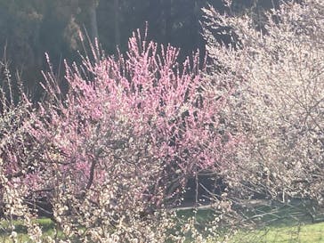 偕楽園本園に投稿された画像（2023/3/5）