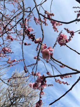 偕楽園本園に投稿された画像（2023/3/5）