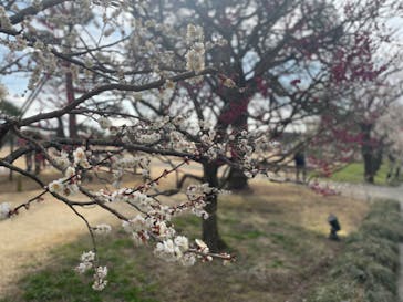 偕楽園本園に投稿された画像（2023/3/5）