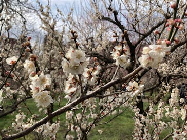 偕楽園本園に投稿された画像（2023/3/5）