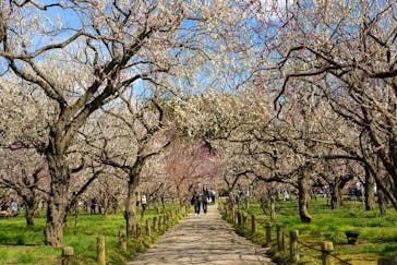 偕楽園本園に投稿された画像（2023/3/5）