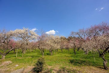 偕楽園本園に投稿された画像（2023/3/5）
