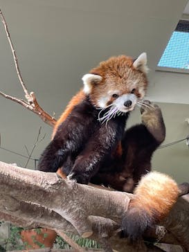 那須どうぶつ王国に投稿された画像（2023/3/5）