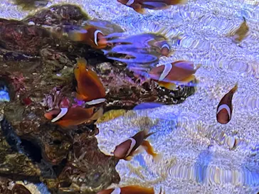 すみだ水族館に投稿された画像（2023/3/5）