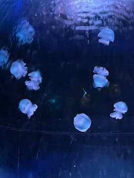 新江ノ島水族館に投稿された画像（2023/3/5）