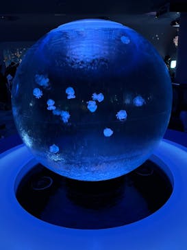 新江ノ島水族館に投稿された画像（2023/3/5）