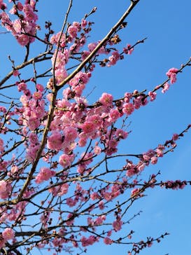 偕楽園本園に投稿された画像（2023/3/5）