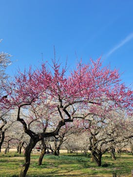 偕楽園本園に投稿された画像（2023/3/5）