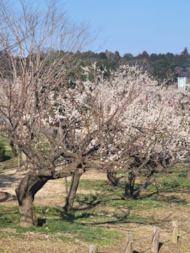 偕楽園本園に投稿された画像（2023/3/5）