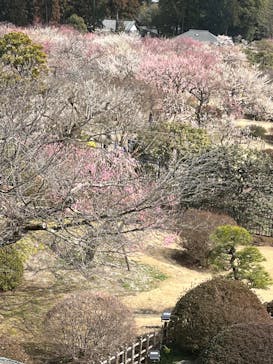 偕楽園本園に投稿された画像（2023/3/6）