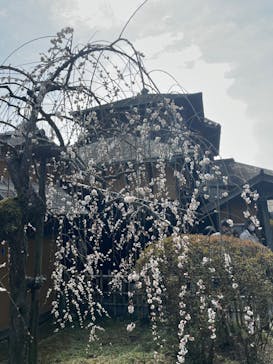 偕楽園本園に投稿された画像（2023/3/6）