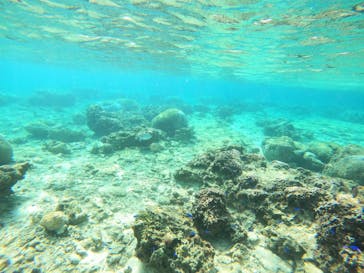 沖縄マリンサービス碧に投稿された画像（2023/3/6）