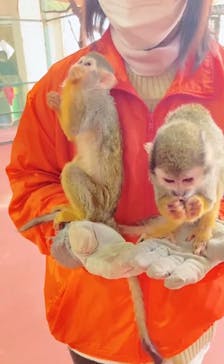 那須ワールドモンキーパークに投稿された画像（2023/3/6）