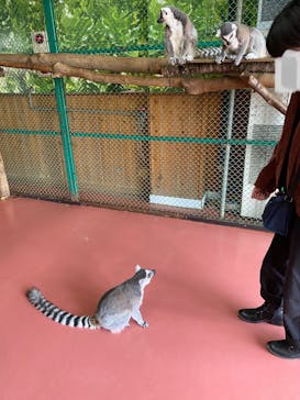 那須ワールドモンキーパークに投稿された画像（2023/3/6）