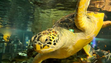 九十九島水族館海きららに投稿された画像（2023/3/6）