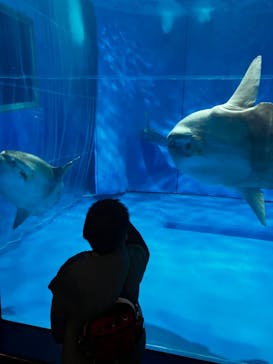 アクアワールド茨城県大洗水族館に投稿された画像（2023/3/6）
