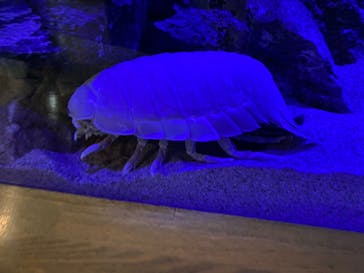 大分マリーンパレス水族館 「うみたまご」に投稿された画像（2023/3/6）