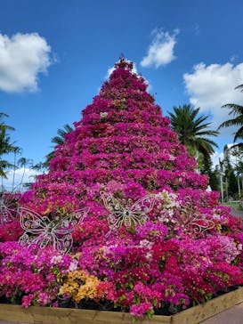 美らヤシパークオキナワ・東南植物楽園に投稿された画像（2023/3/6）