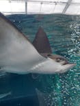 環境水族館アクアマリンふくしまに投稿された画像（2023/3/6）