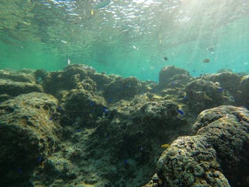 沖縄マリンサービス碧に投稿された画像（2023/3/6）