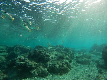 沖縄マリンサービス碧に投稿された画像（2023/3/6）