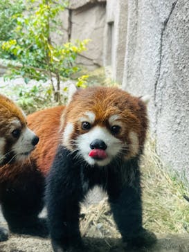 那須どうぶつ王国に投稿された画像（2023/3/6）