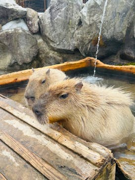 那須どうぶつ王国に投稿された画像（2023/3/6）
