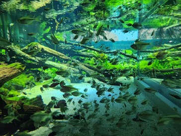 カワスイ 川崎⽔族館に投稿された画像（2023/3/6）