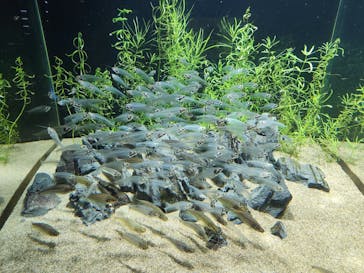 カワスイ 川崎⽔族館に投稿された画像（2023/3/6）