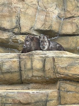 那須どうぶつ王国に投稿された画像（2023/3/6）