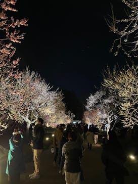 偕楽園本園に投稿された画像（2023/3/6）