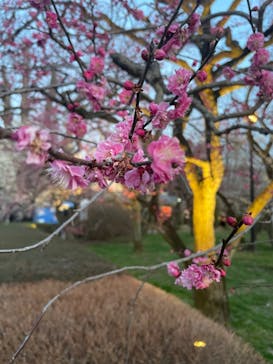 偕楽園本園に投稿された画像（2023/3/6）