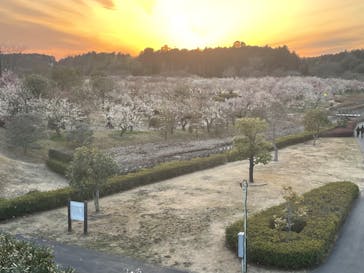偕楽園本園に投稿された画像（2023/3/6）