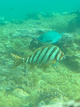 串本海中公園水族館に投稿された画像（2023/3/6）