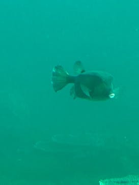 串本海中公園水族館に投稿された画像（2023/3/6）