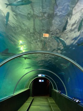 串本海中公園水族館に投稿された画像（2023/3/6）
