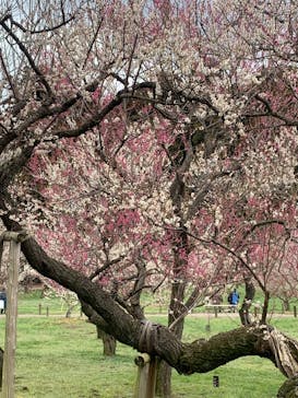 偕楽園本園に投稿された画像（2023/3/6）